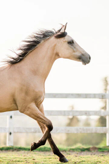 Better Hydration + Balanced Gut = Healthy Horse